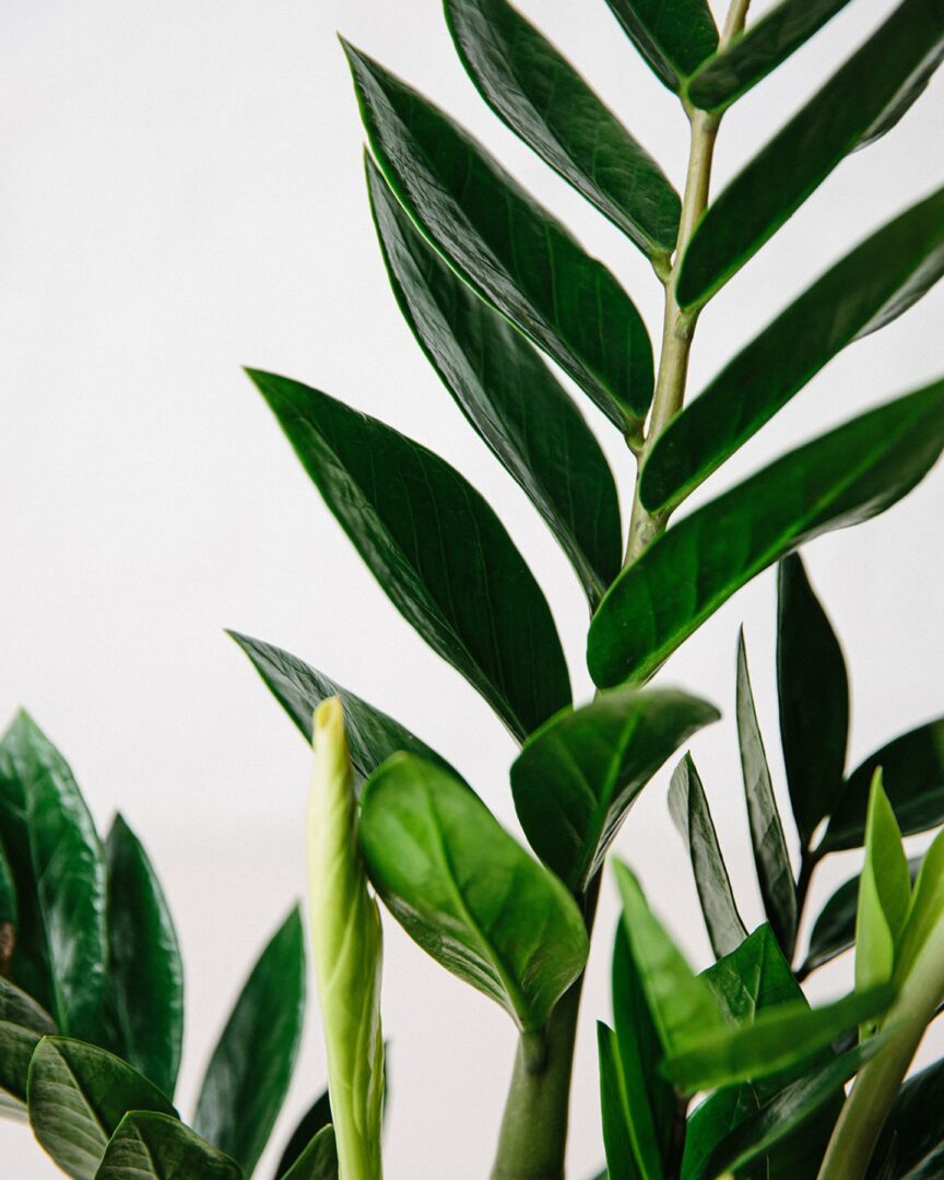 Zamioculcas-zamiifolia-50-detail-02-1440x1800-1