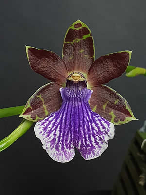 Zygopetalum_maculatum_03-1