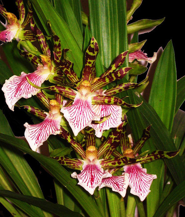 ZygopetalummackayiRoseum-1