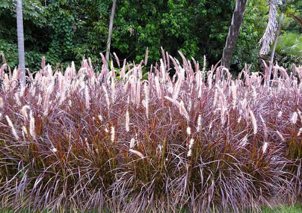 an463002243-4-e1686149712400