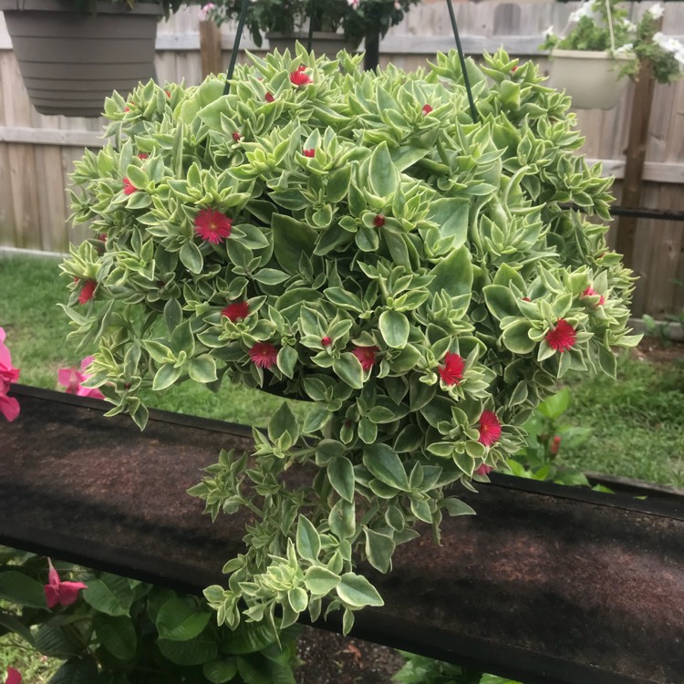 aptenia-cordifolia-variegata