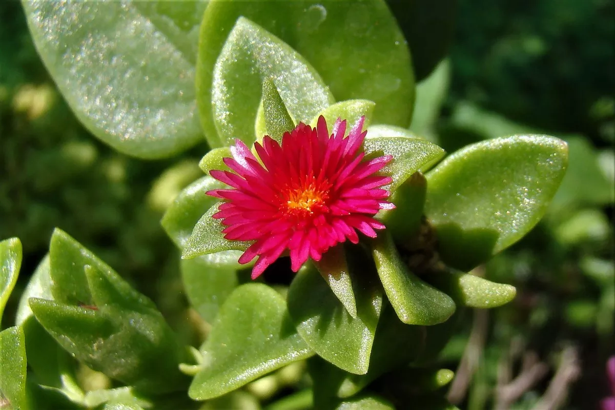 aptenia-cordifolia