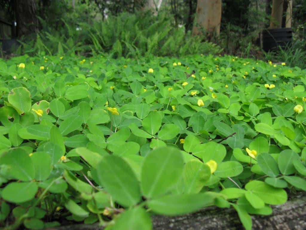 arachis_pintoi_habit18
