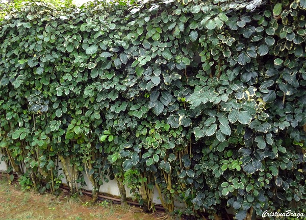 aralia-cortina-polyscias-guilfoylei-baylei-1-2