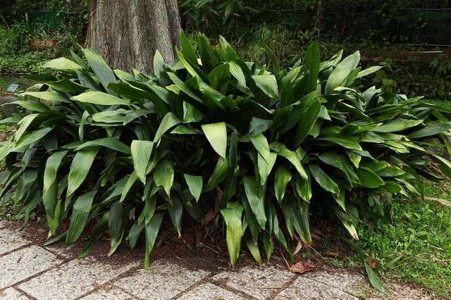 aspidistra-detalle-porte