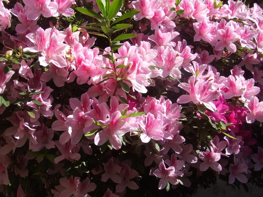 azaleia-cultivo-plantacao-flores-cuidados-1-paisagismo