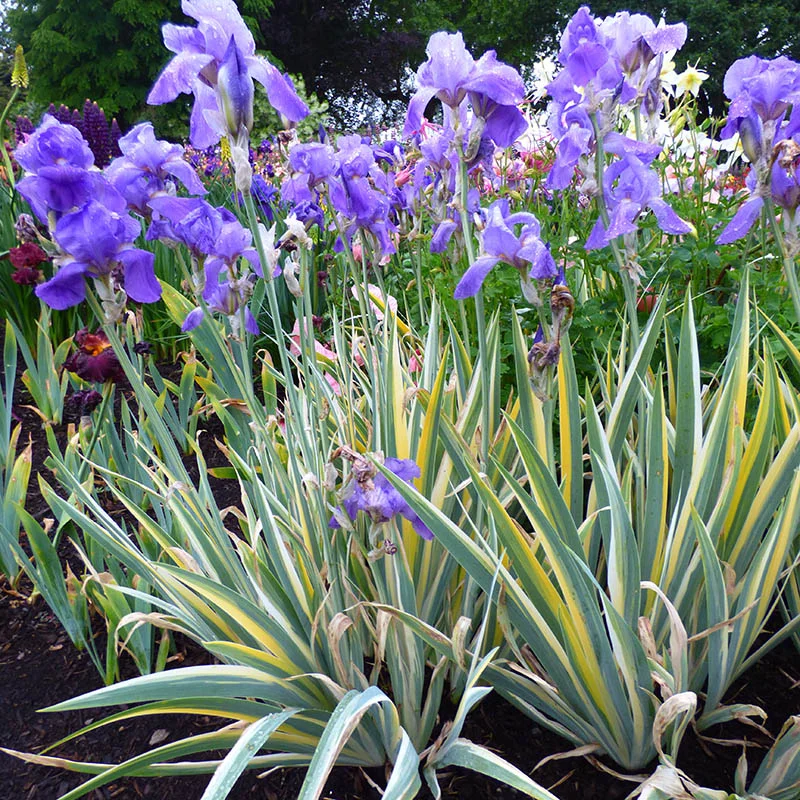 bearded-iris-pallida-variegata-2