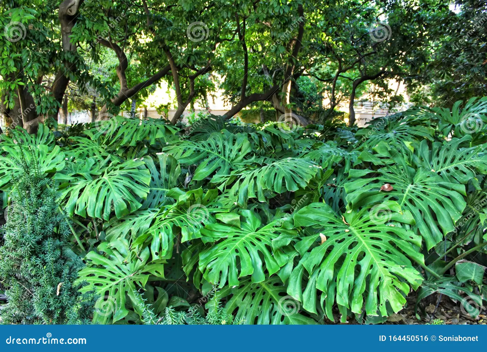bonita-monstera-deliciosa-no-jardim-linda-fundo-da-flora-de-folhas-do-floresta-herta-bifurcação-vegetação-verde-estufa-planta-164450516