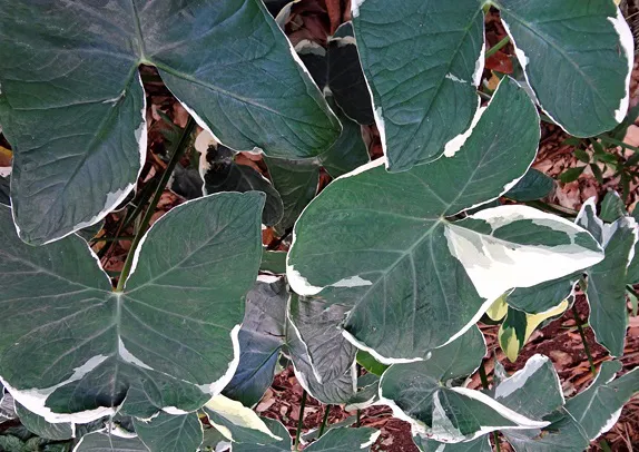 bulbos_mudas_de_xantosoma_atrovirens_albo_marginatum_orelha_de_elefante_xanthosoma_variegata_alocasi_1221_1_2237c37a728a5556a197616961c4868b