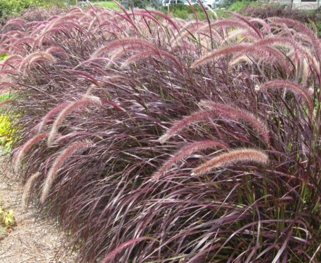 capim-texa-pennisetum-setaceum-rubrum_3nd-e1686149744831