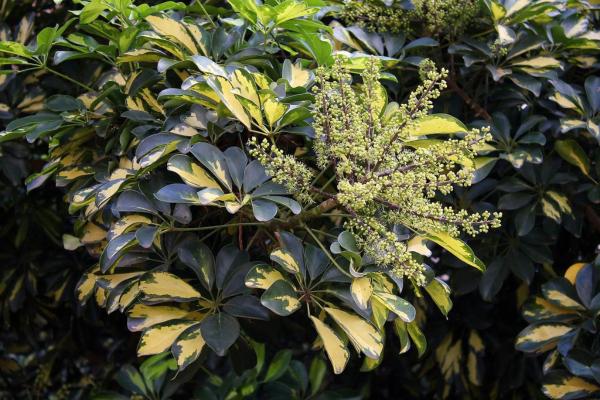 caracteristicas_de_la_planta_cheflera_3855_0_600