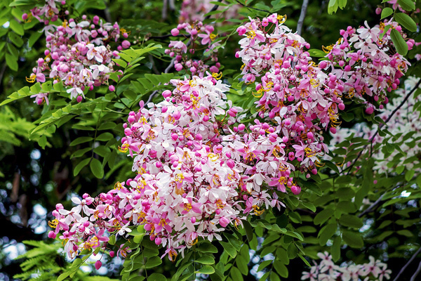 cassia-javanesa-cassia-javanica-1-3