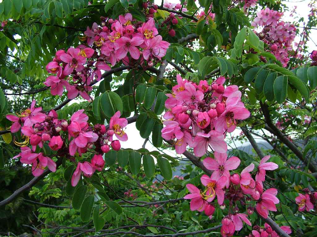 cassia-javanica-flor