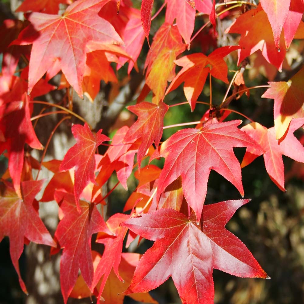 catalog_Liquidamber_Liquid-amber_7667695-Liquidambar-styraciflua-Sweet-Gum-10-12cm-girth