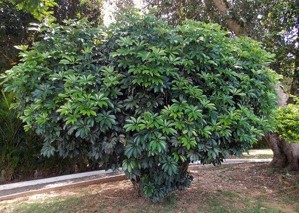 cheflera-schefflera-arboricola-1-6-e1686751030786
