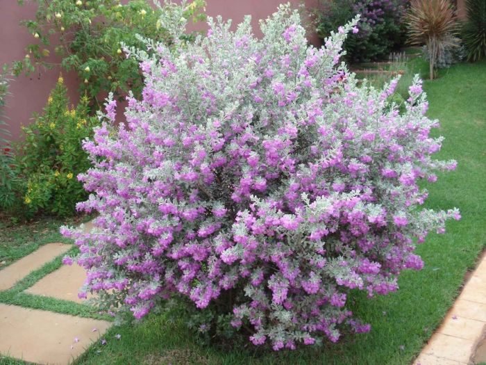 chuva-de-prata-leucofilo-leucophyllum-frutescens_2nd
