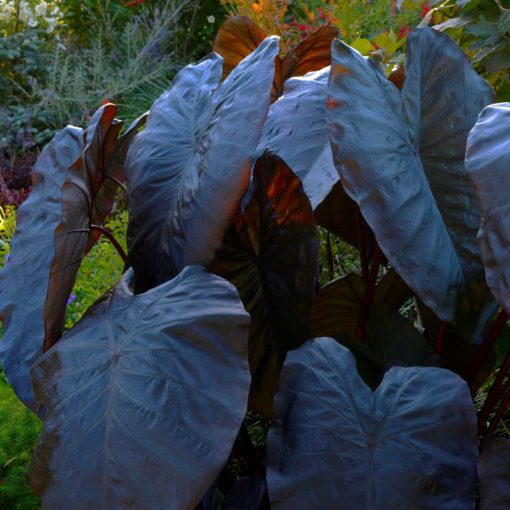 colocasia-esculenta-black-coral-11166-510x510-1