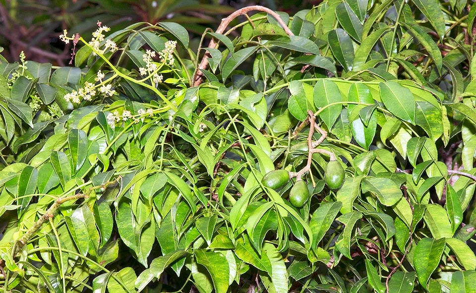 coltivata_da_tempi_remoti_la_spondias_dulcis_pare_originaria_dell_asia_tropicale_o_l_oceania_