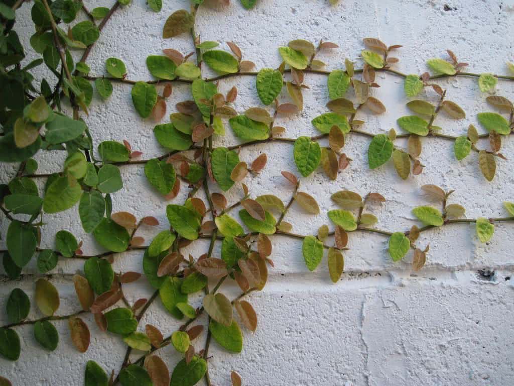 creeping_fig_horizontal