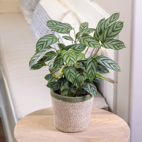 ctenanthe_setosa_sweet_dream_exotica_tag