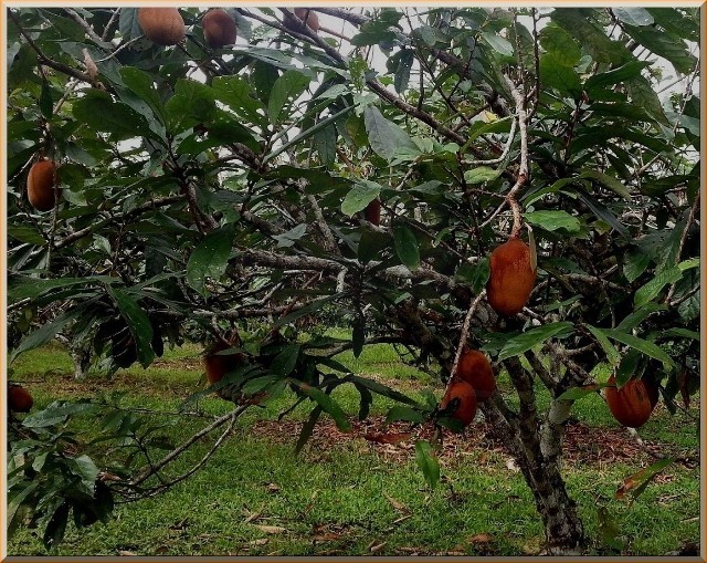 cupuacuzeiro-01