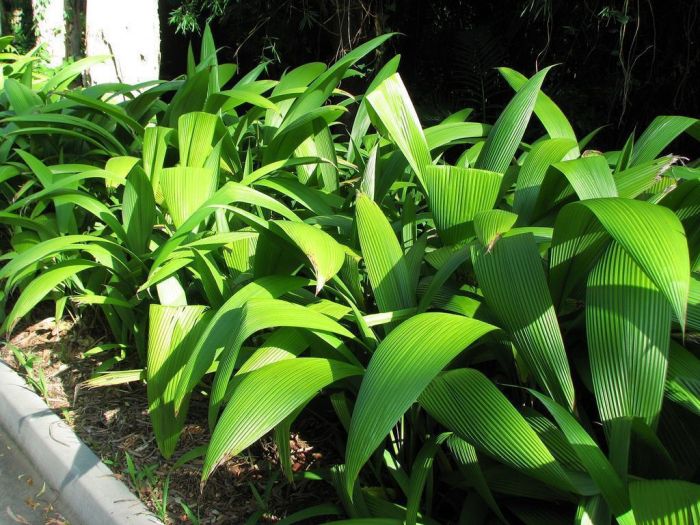 curculigo_recurvata__molineria_recurvata