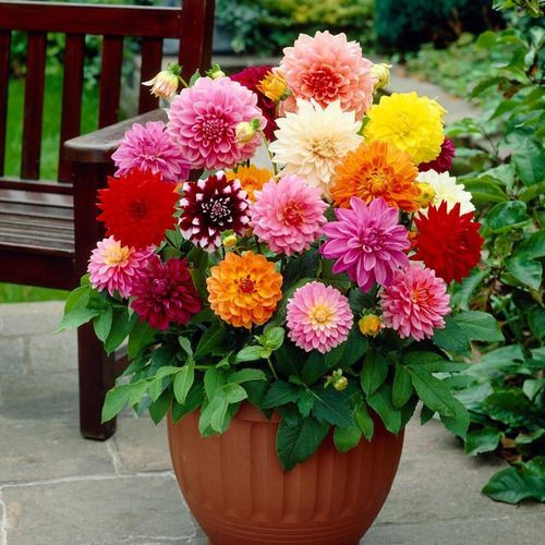 d_lia_dobrada_sortida_an_dahlia_pinnata_1