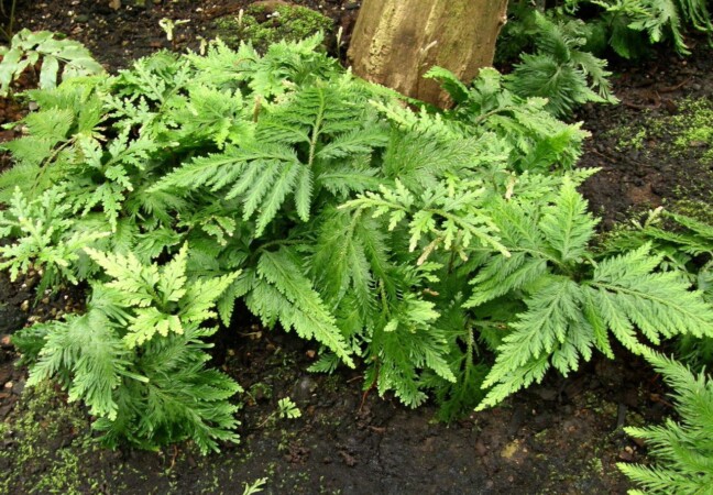 df68fa239dd0f711acb103b2ff23d40b7478fa07