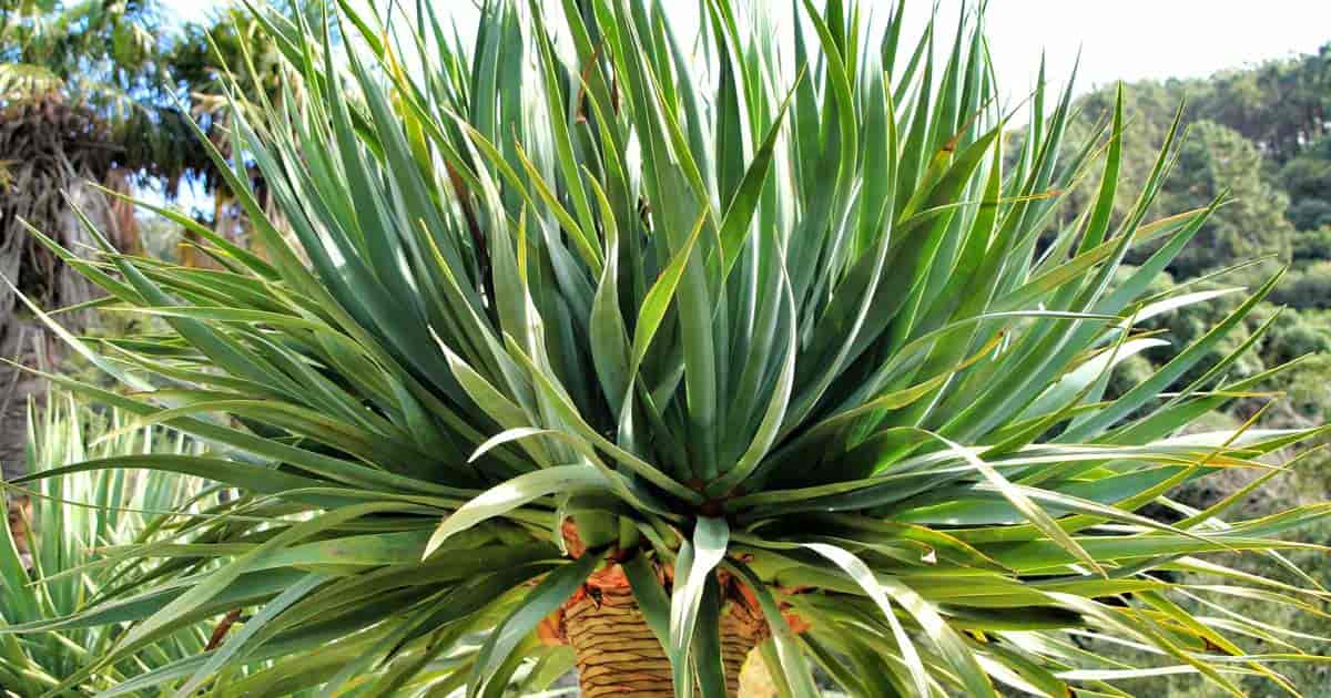 dracaena-draco-1200-630-FB-06302019-min