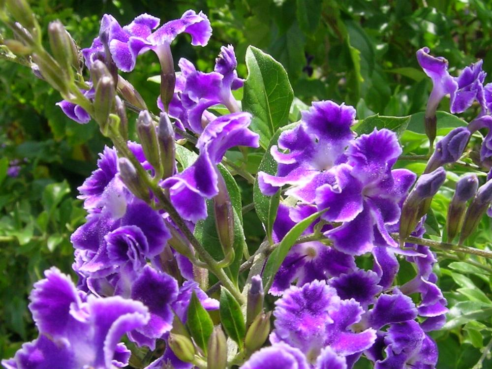 duranta-repens-Small1