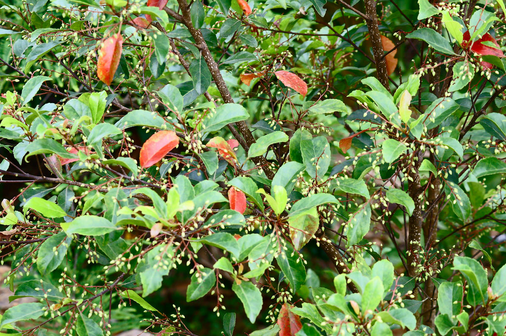 elaeocarpus-serratus