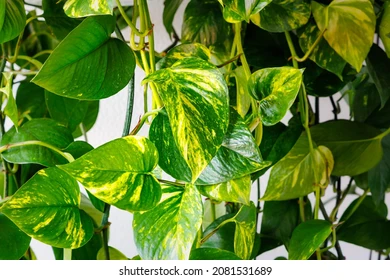 epipremnum-aureus-green-yellow-leaves-260nw-2081531689