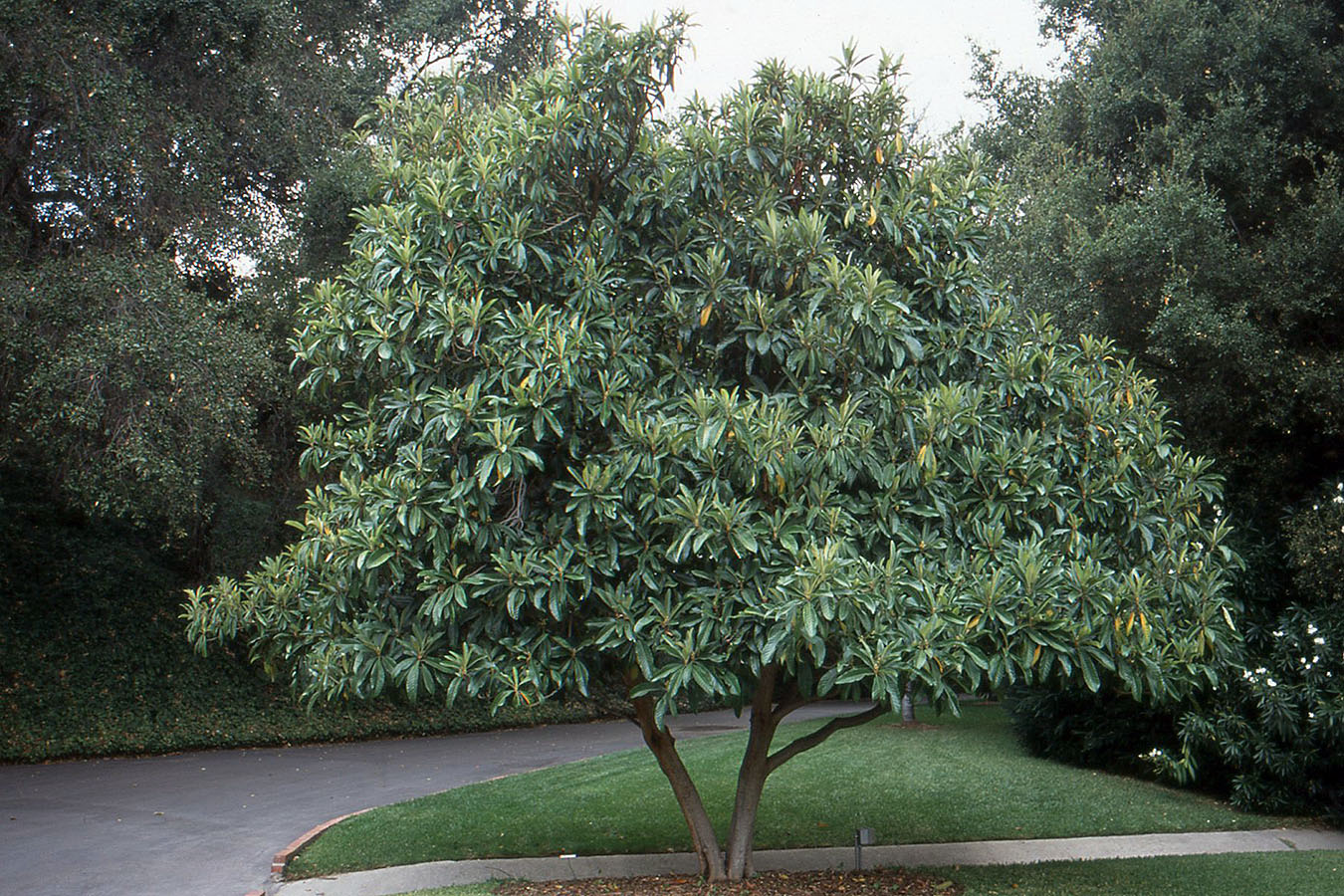 Eriobotrya japonica, Loquat, Descaso Gardens, California, 9/30/05