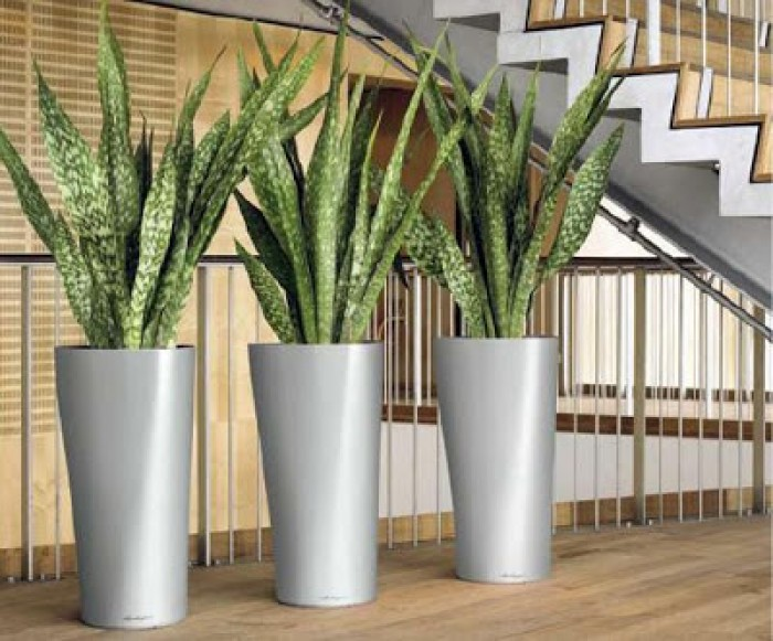 espada-de-são-jorge