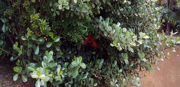 fazenda-s-tio-ch-cara-com-2-quartos-venda-220m-no-sao-silvestre-sao-silvestre-jacare