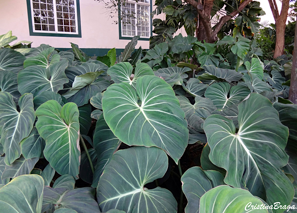 filodendro-glorioso-philodendron-gloriosum-