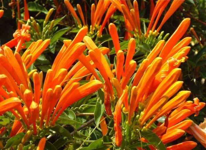 flor-de-sao-joao-pyrostegia-venusta_2nd