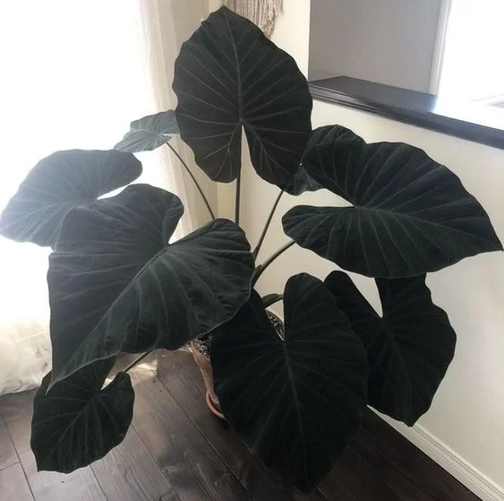 flor-gotica-casa.com-1-e1681151849450