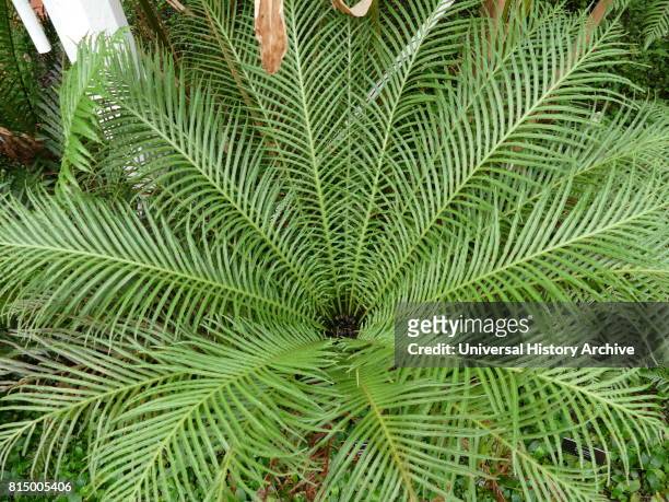 Blechnum gibbum (commonly called Silver Lady) is a 'hard fern' of the Blechnum genus in the Blechnaceae family. (Photo by: Universal History Archive/ Universal Images Group via Getty Images)