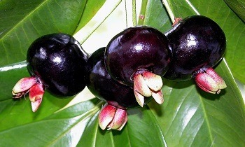 grumixama-eugenia-brasiliensis-1