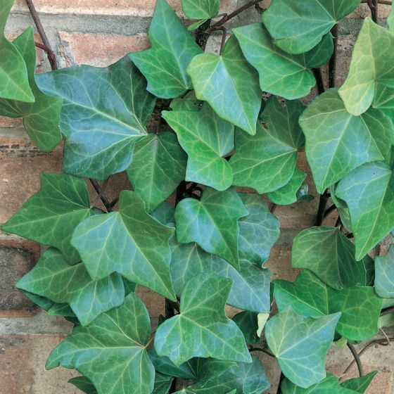 hedera-canariensis_2nd