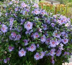 images (21)