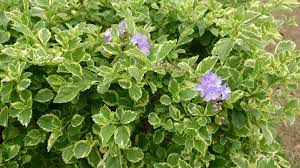 images (64)