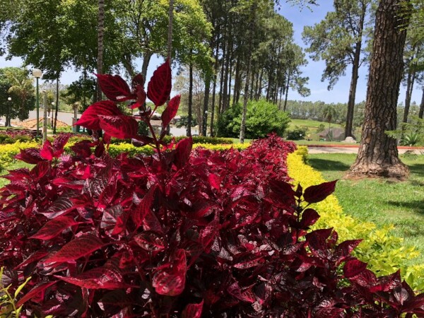 iresine-herbstii-5 (1)