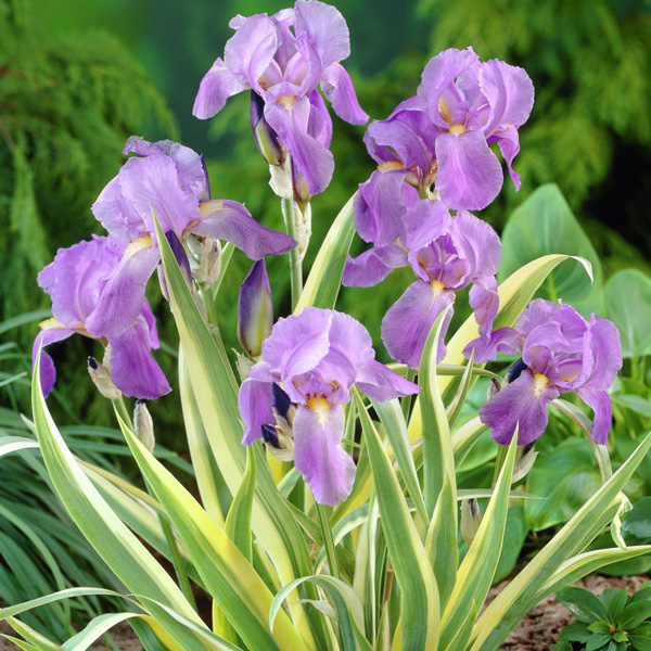 iris-aurea-variegata-pallida-jardin-michel-corbeil