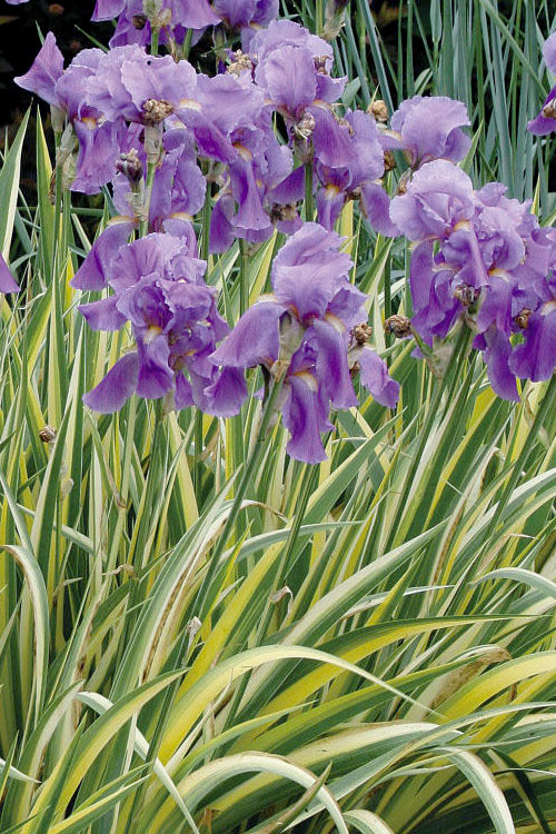 iris-pallida-aureo-variegata-19