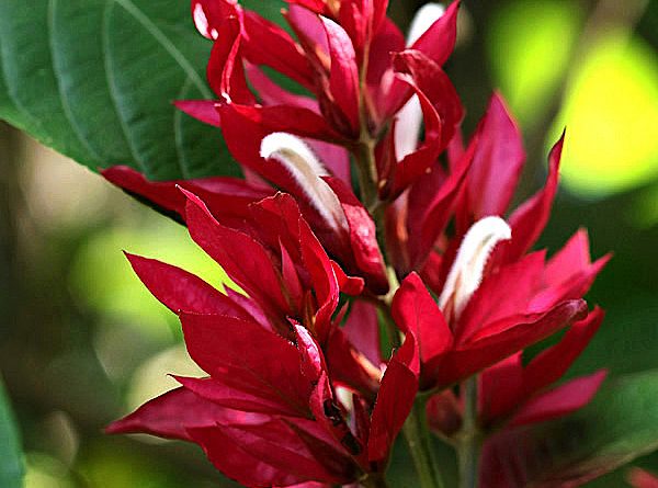 justicia-vermelha-megaskepasma-erythrochlamys-600x445-1