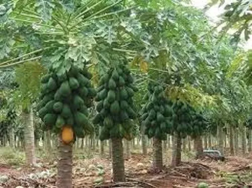 kit_10_mudas_clonadas_de_mamao_formosa_alta_produtividade_899_2_a38afccb42fec83a32757b5eaeea87ea