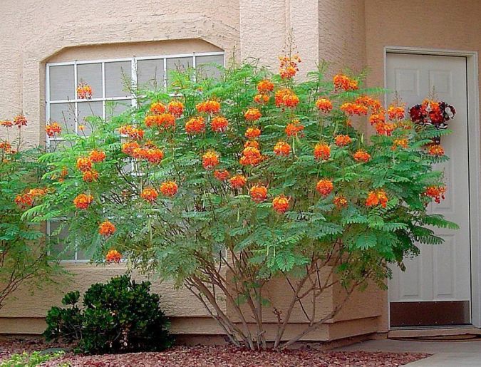 mini-flamboyant-caesalpinia-pulcherrima_2nd