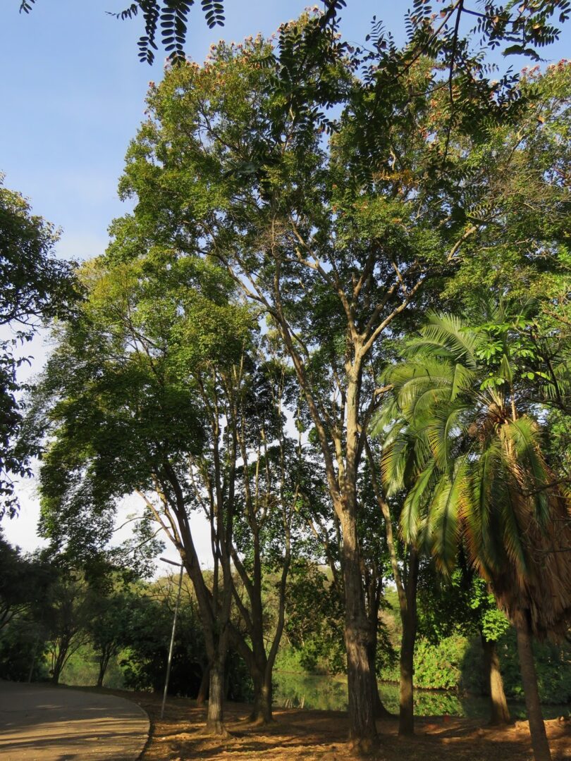 mirindiba (4)